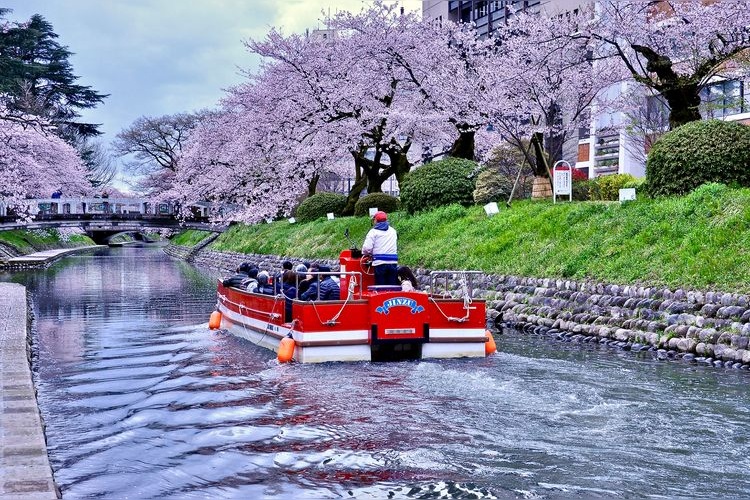 Matsukawa River Cherry Blossoms