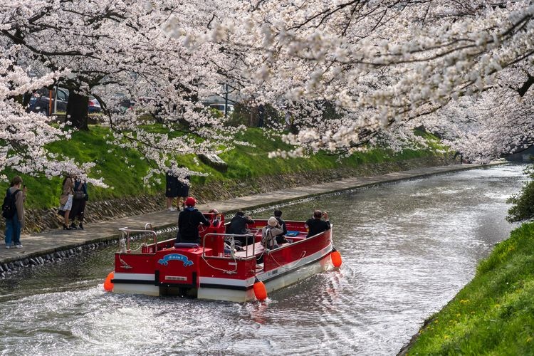 Tourist destination images of Matsukawa River Cherry Blossoms(3)