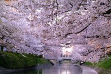 Tourist destination images of Matsukawa River Cherry Blossoms(2)