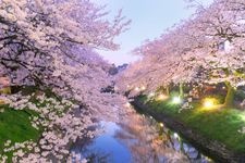 Tourist destination images of Matsukawa River Cherry Blossoms(3)