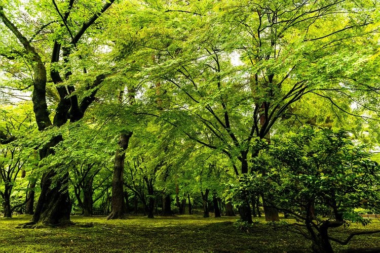 Kenrokuen Garden