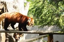 Tourist destination images of Ishikawa Zoo(3)