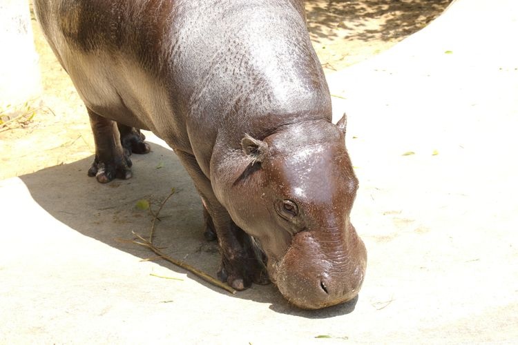Tourist destination images of Ishikawa Zoo(2)