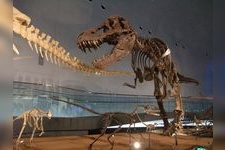 Tourist destination images of Fukui Prefectural Dinosaur Museum(3)