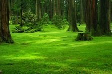 Tourist destination images of Hakusan Hiraizumi-dera Temple(10)