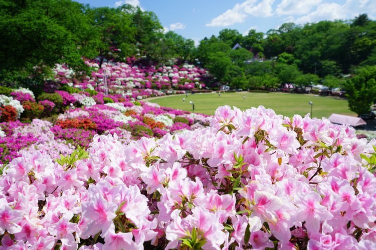 Tourist destination images of Nishiyama Park(3)