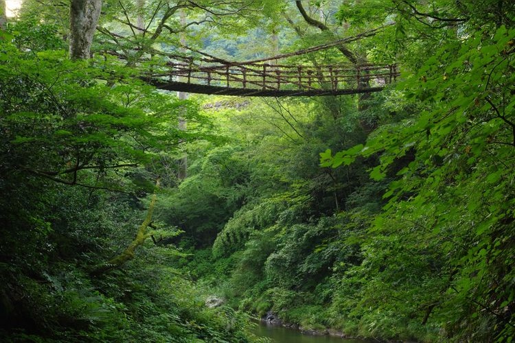 Tourist destination images of Fukui's Kazurabashi (Vine Bridge)(3)