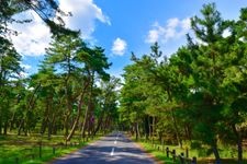 Tourist destination images of Kehi no Matsubara(2)