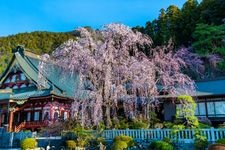 Tourist destination images of Minobu Mountain Kuonji Temple(6)