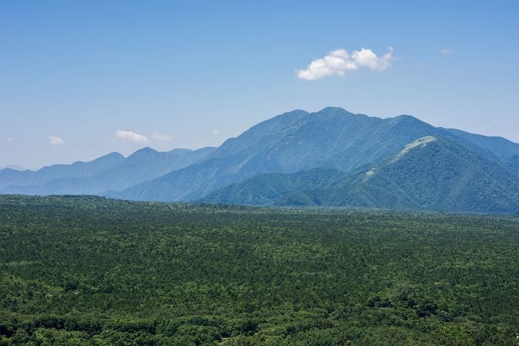 Aokigahara Forest