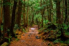 Tourist destination images of Aokigahara Forest(2)