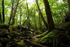 Tourist destination images of Aokigahara Forest(3)