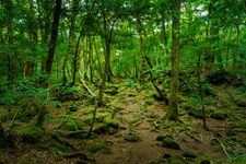 Tourist destination images of Aokigahara Forest(4)