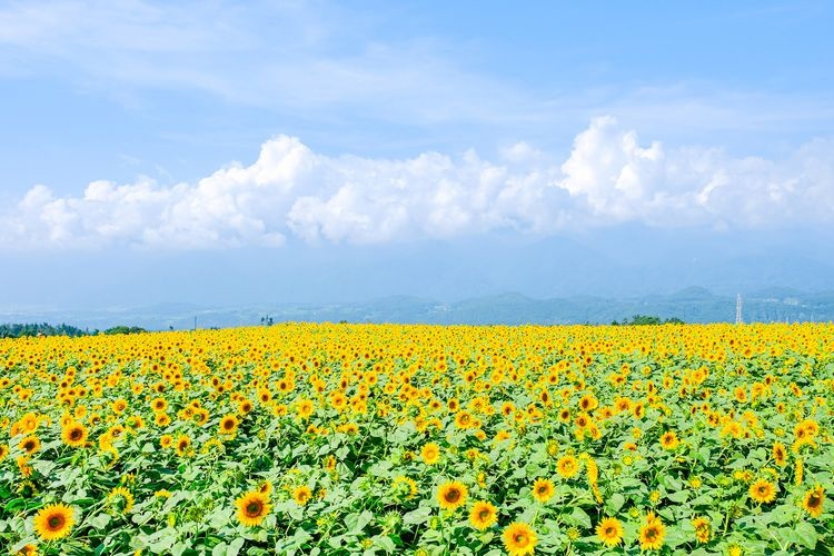 Minami Sunflower Field