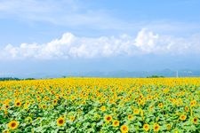 Tourist destination images of Minami Sunflower Field(1)