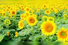 Tourist destination images of Minami Sunflower Field(2)