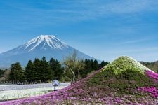 Tourist destination images of Fuji Shibazakura Festival(1)