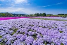 Tourist destination images of Fuji Shibazakura Festival(2)