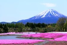 Tourist destination images of Fuji Shibazakura Festival(3)