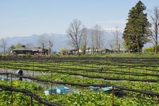 Tourist destination images of Daio Wasabi Farm(1)