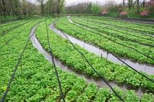 Tourist destination images of Daio Wasabi Farm(4)
