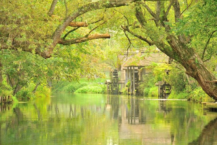Tourist destination images of Daio Wasabi Farm(5)