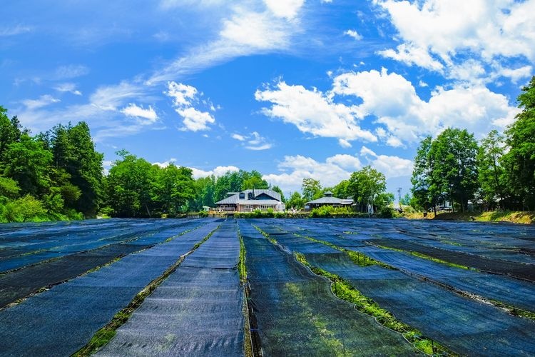 Tourist destination images of Daio Wasabi Farm(6)