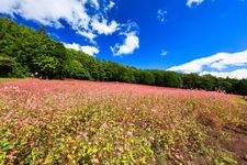 Tourist destination images of Aka-soba no Sato (Red Buckwheat Village)(1)