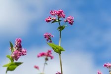 Tourist destination images of Aka-soba no Sato (Red Buckwheat Village)(1)