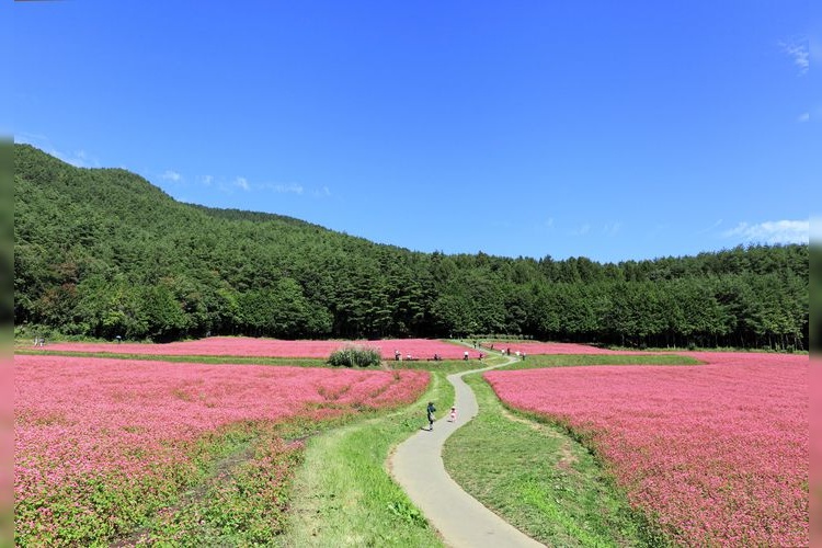 Tourist destination images of Aka-soba no Sato (Red Buckwheat Village)(3)