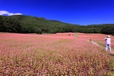 Tourist destination images of Aka-soba no Sato (Red Buckwheat Village)(2)