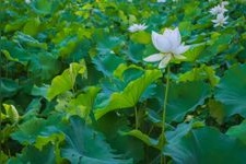 Tourist destination images of Anrakuji Temple(2)