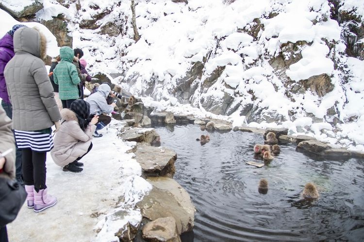 Jigokudani Monkey Park