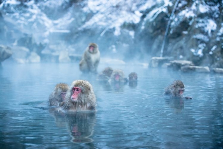 Tourist destination images of Jigokudani Monkey Park(2)