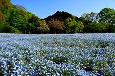 Tourist destination images of Gifu World Rose Garden(3)