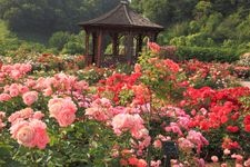 Tourist destination images of Gifu World Rose Garden(4)