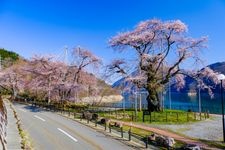 庄川樱（御母衣湖）的旅游景点图片(1)