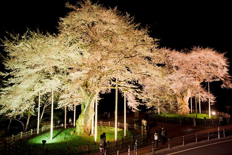 Shokawa Cherry Trees