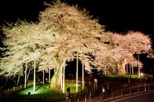 Tourist destination images of Shokawa Cherry Trees(1)