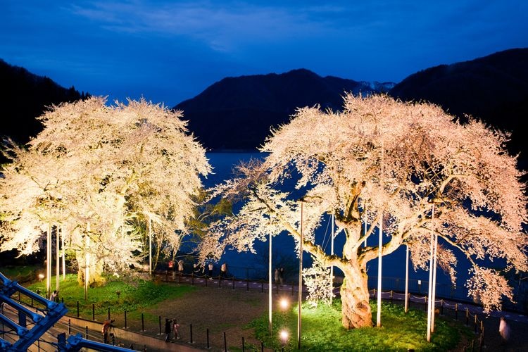 庄川樱（御母衣湖）的旅游景点图片(3)