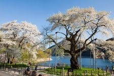 Tourist destination images of Shokawa Cherry Trees(2)