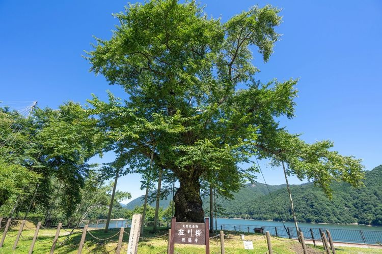 庄川樱（御母衣湖）的旅游景点图片(2)