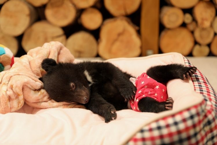 Tourist destination images of Okuhida Bear Park(2)