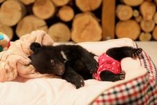 Tourist destination images of Okuhida Bear Park(2)