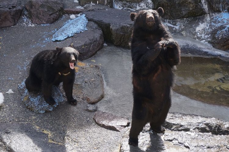 Okuhida Bear Park