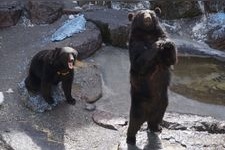 Tourist destination images of Okuhida Bear Park(1)