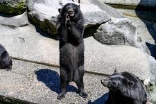 Tourist destination images of Okuhida Bear Park(1)
