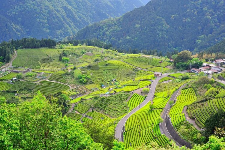 Sky Tea Fields