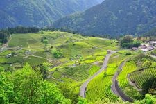 Tourist destination images of Sky Tea Fields(1)