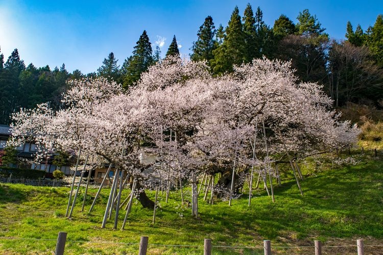 Goryu Sakura (Reclining Dragon Cherry Blossom)